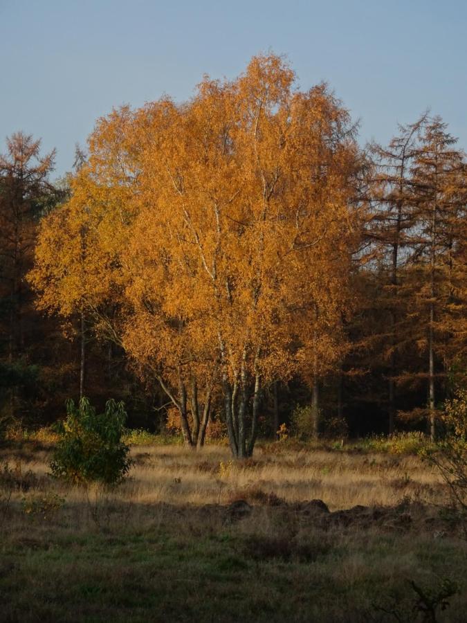 Veluwe Park Reewold Chalet Vision Пюттен Екстер'єр фото