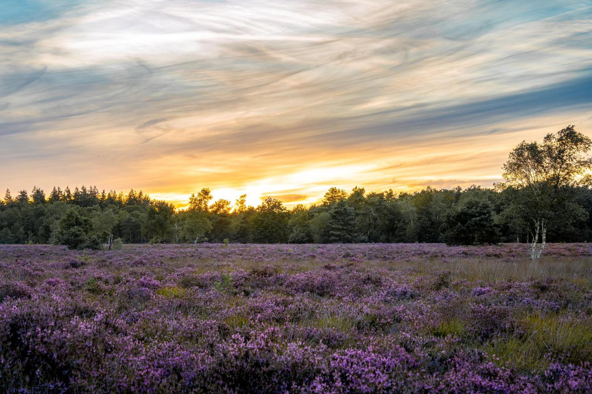 Veluwe Park Reewold Chalet Vision Пюттен Екстер'єр фото