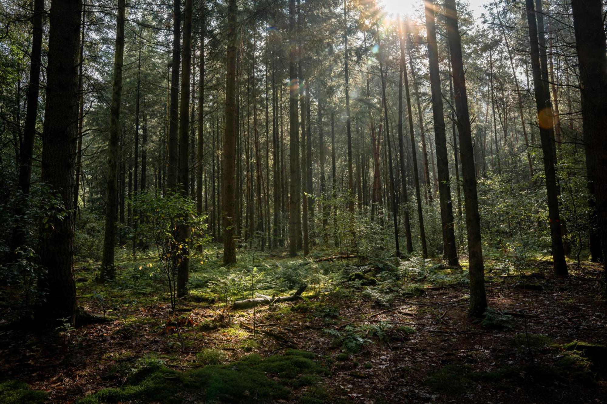 Veluwe Park Reewold Chalet Vision Пюттен Екстер'єр фото